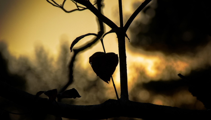 准安疫情最新：全面解读最新动态与防控策略