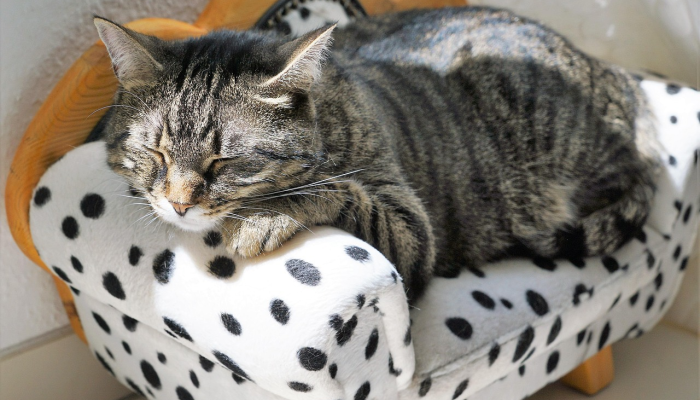 坝上最新疫情:全面了解最新动态与防护措施 坝上最新疫情:全面了解最新动态与防护措施