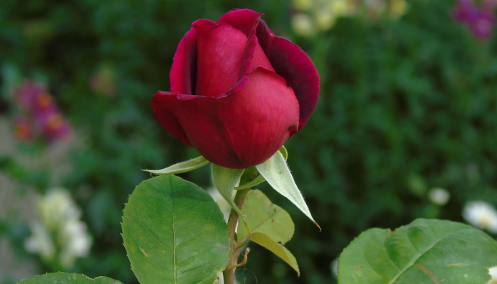 秦川今日疫情最新情况：防疫进展与健康生活指南