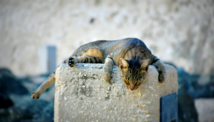 海城最新疫情新增:全面了解最新动态与防疫措施 海城最新疫情新增:全面了解最新动态与防疫措施