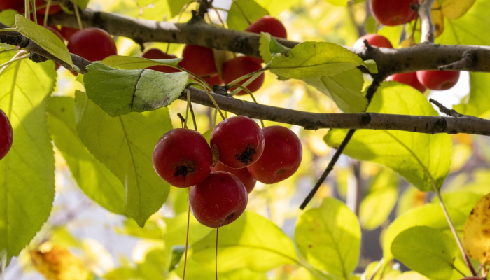 彭州最新疫情通报：最新动态与防疫指南